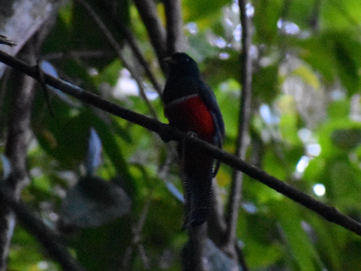 Collared Trogon - ML617780026