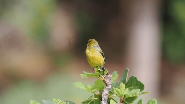 カナリア - ML617780091