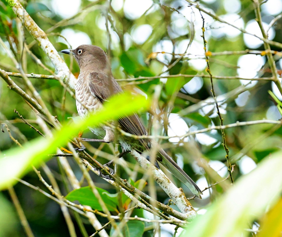 Scaly-breasted Thrasher - ML617780176