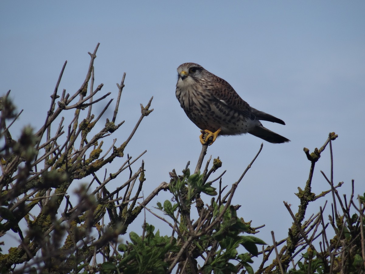 Eurasian Kestrel - ML617780218