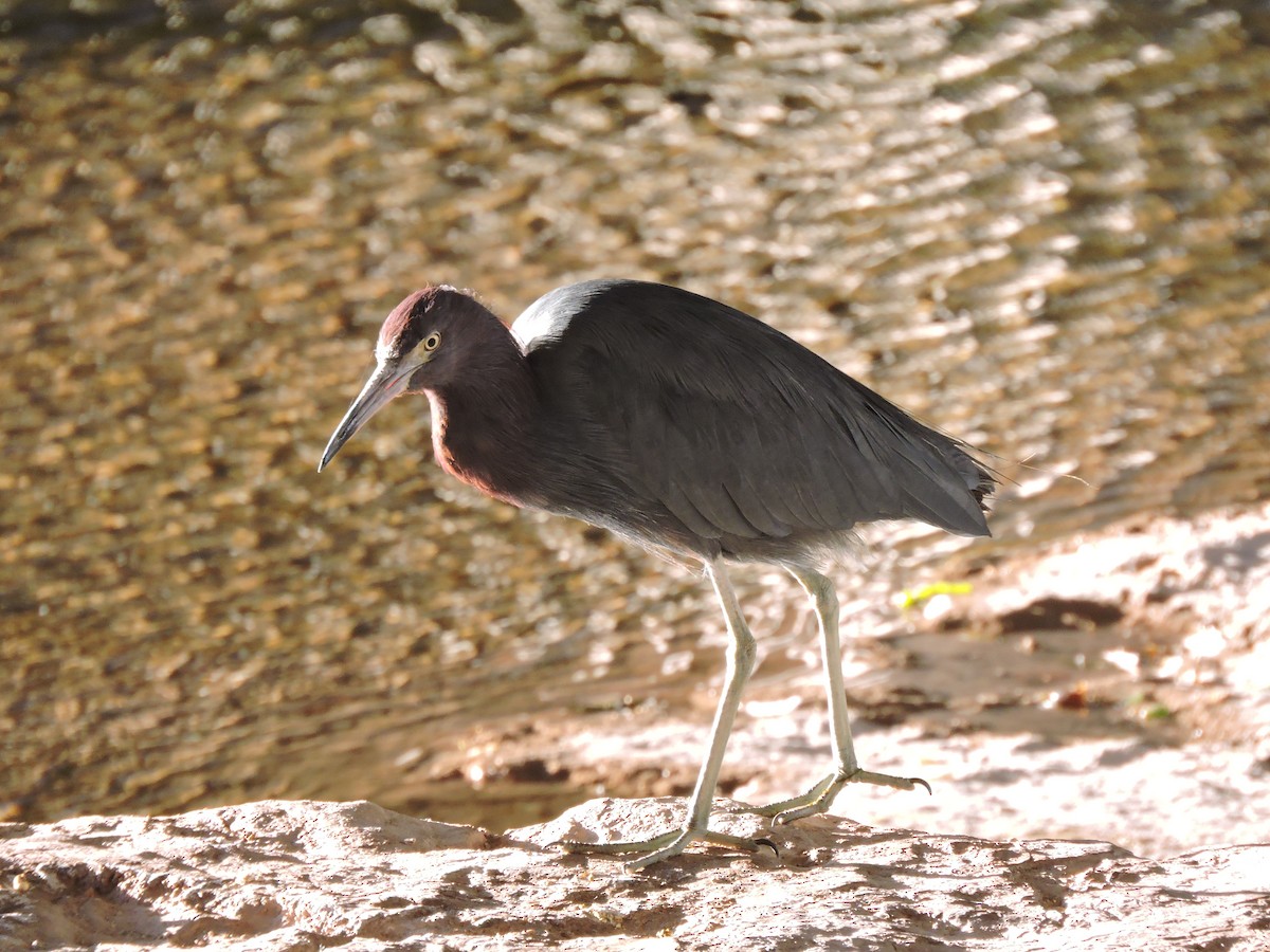 Little Blue Heron - ML617780254