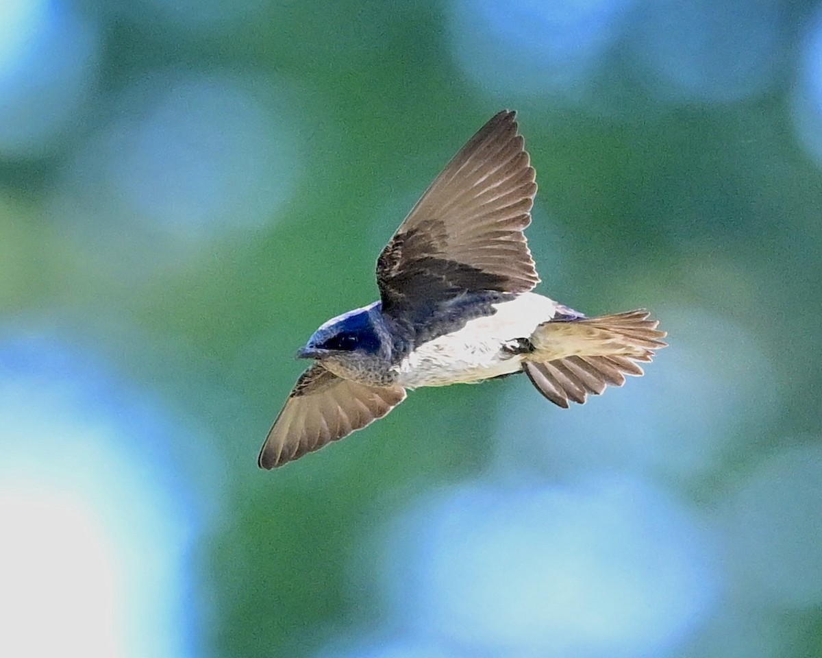 Purple Martin - ML617780256