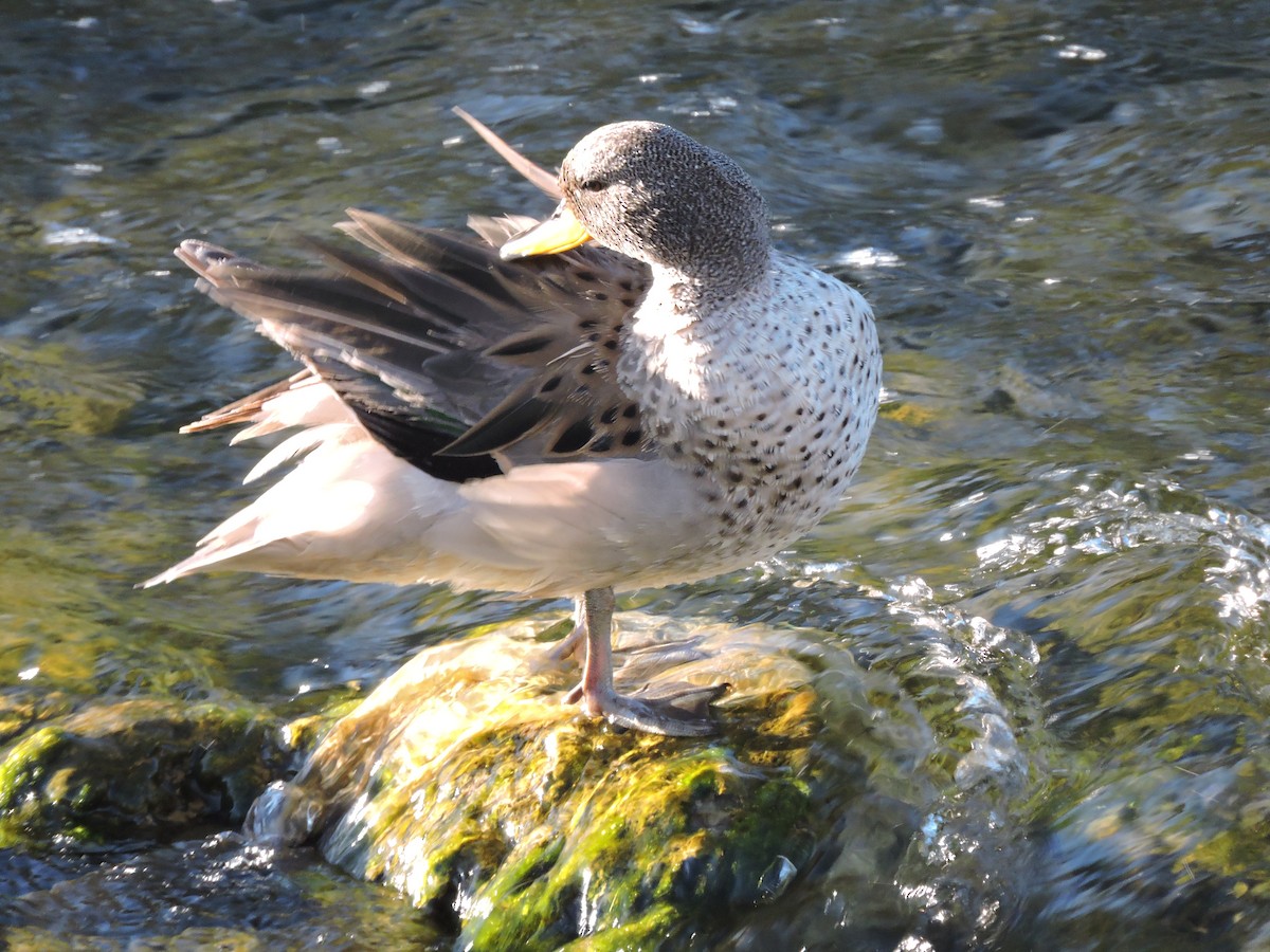 Yellow-billed Teal (oxyptera) - ML617780270