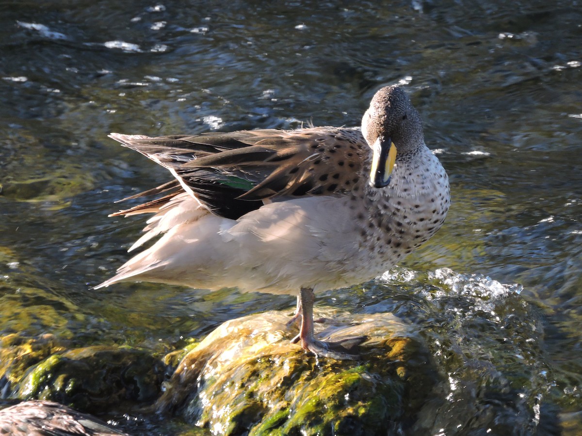 Yellow-billed Teal (oxyptera) - ML617780273