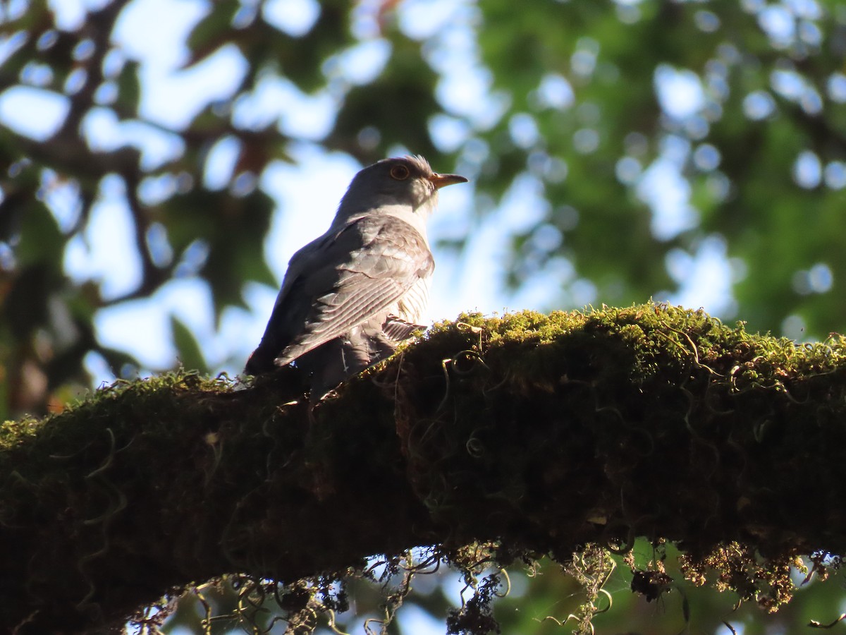 Himalayan Cuckoo - ML617780278