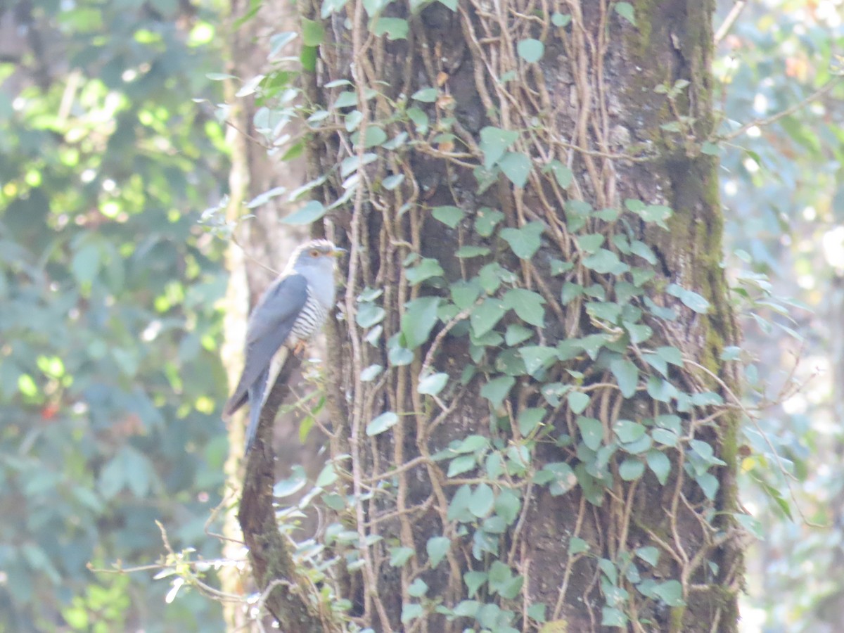 Himalayan Cuckoo - ML617780279