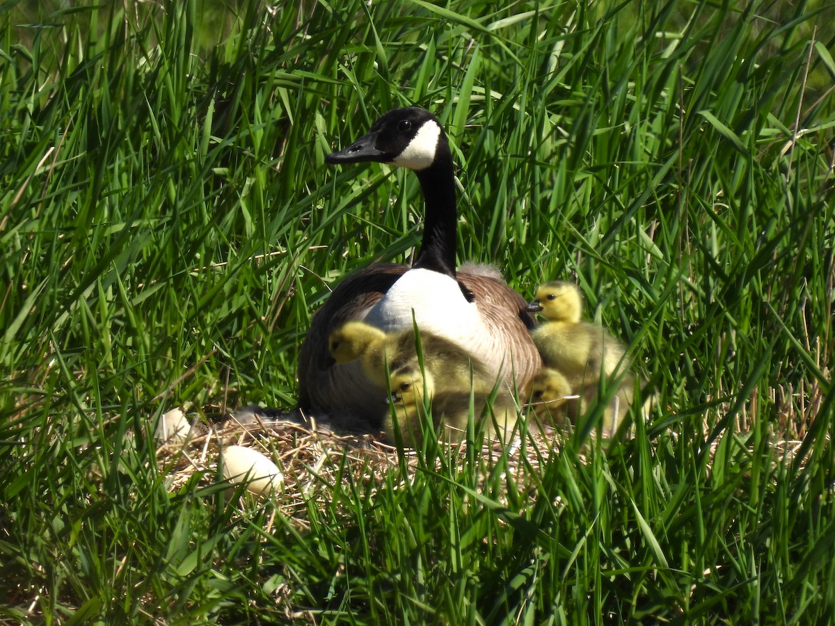 Canada Goose - Patricia and Richard Williams