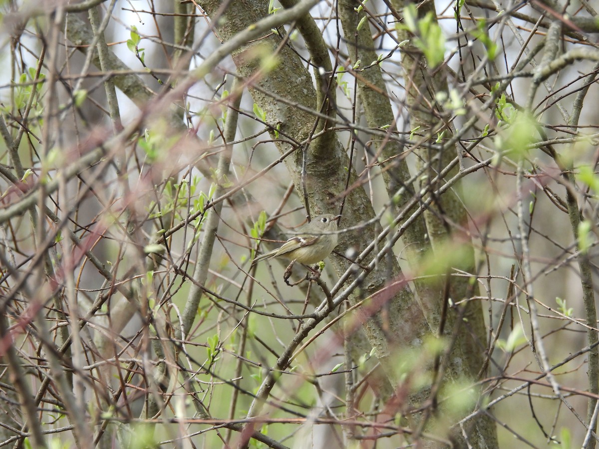 Ruby-crowned Kinglet - ML617780288