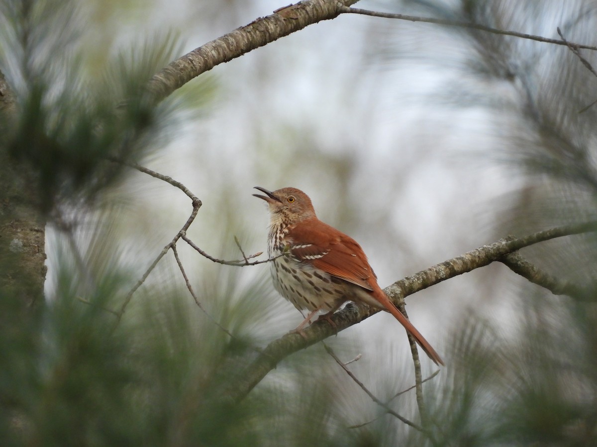 Brown Thrasher - ML617780294