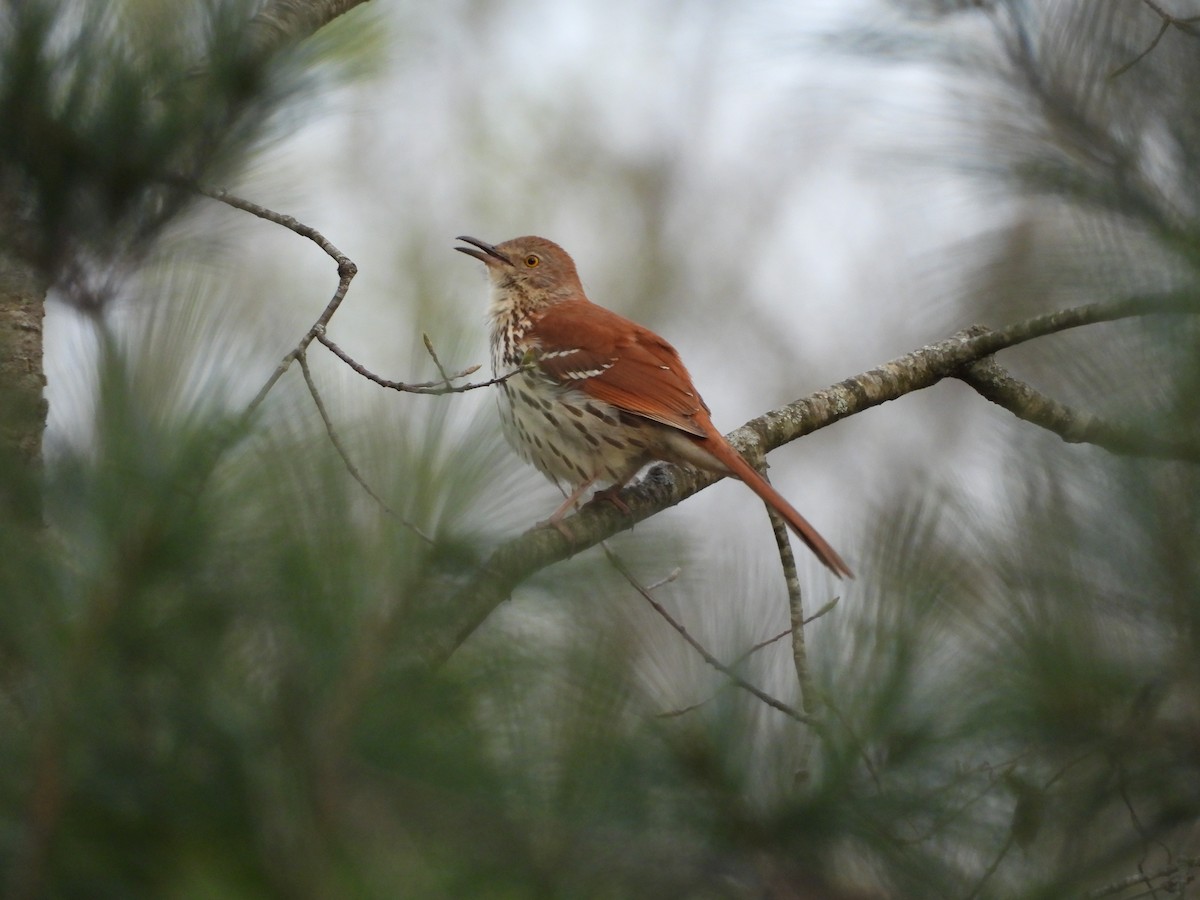 Brown Thrasher - ML617780297