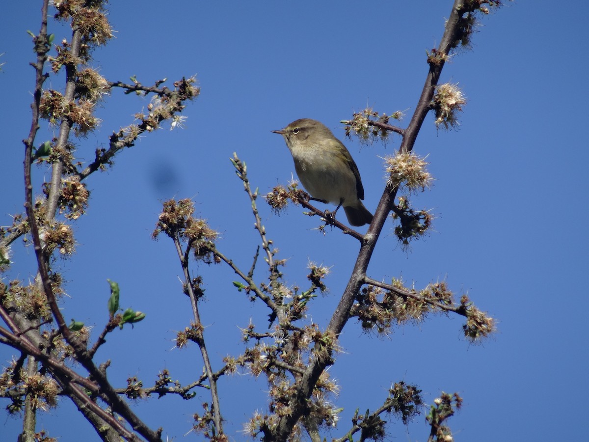 Common Chiffchaff - ML617780310