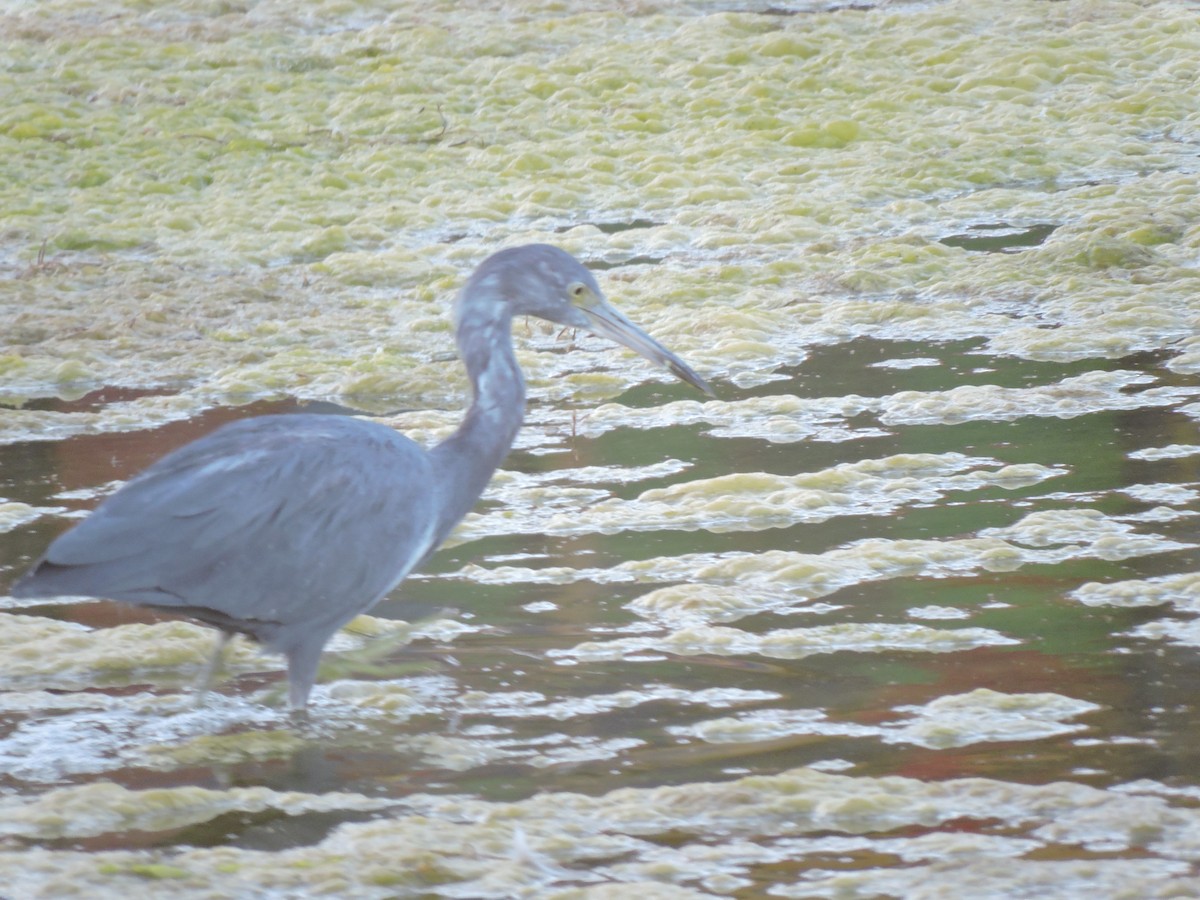 Little Blue Heron - ML617780312