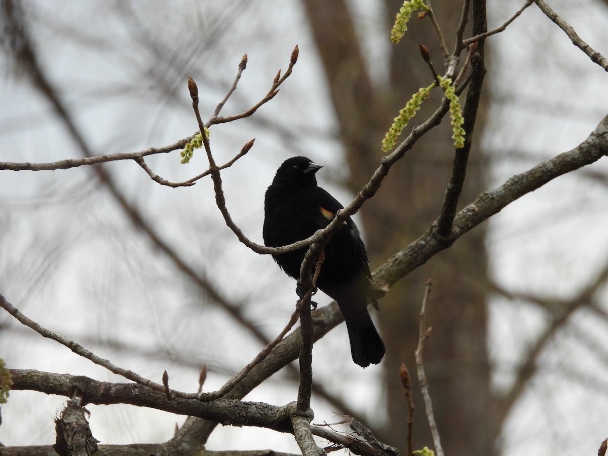 Red-winged Blackbird - ML617780313