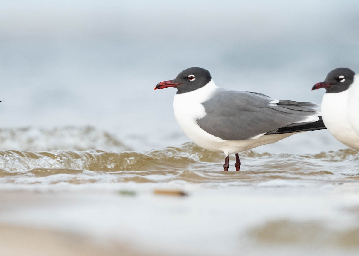 Mouette atricille - ML617780345