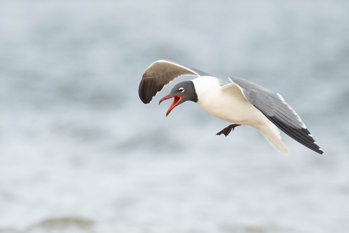 Mouette atricille - ML617780346