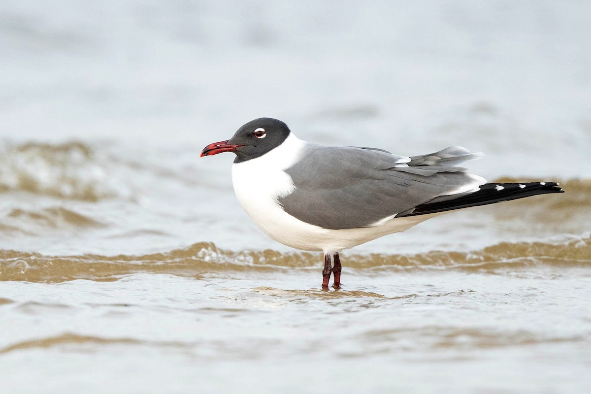 Mouette atricille - ML617780347