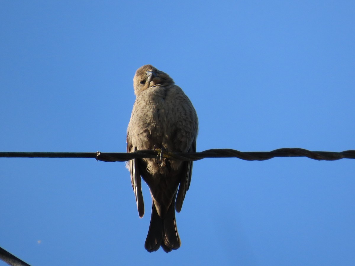 Brown-headed Cowbird - ML617780357