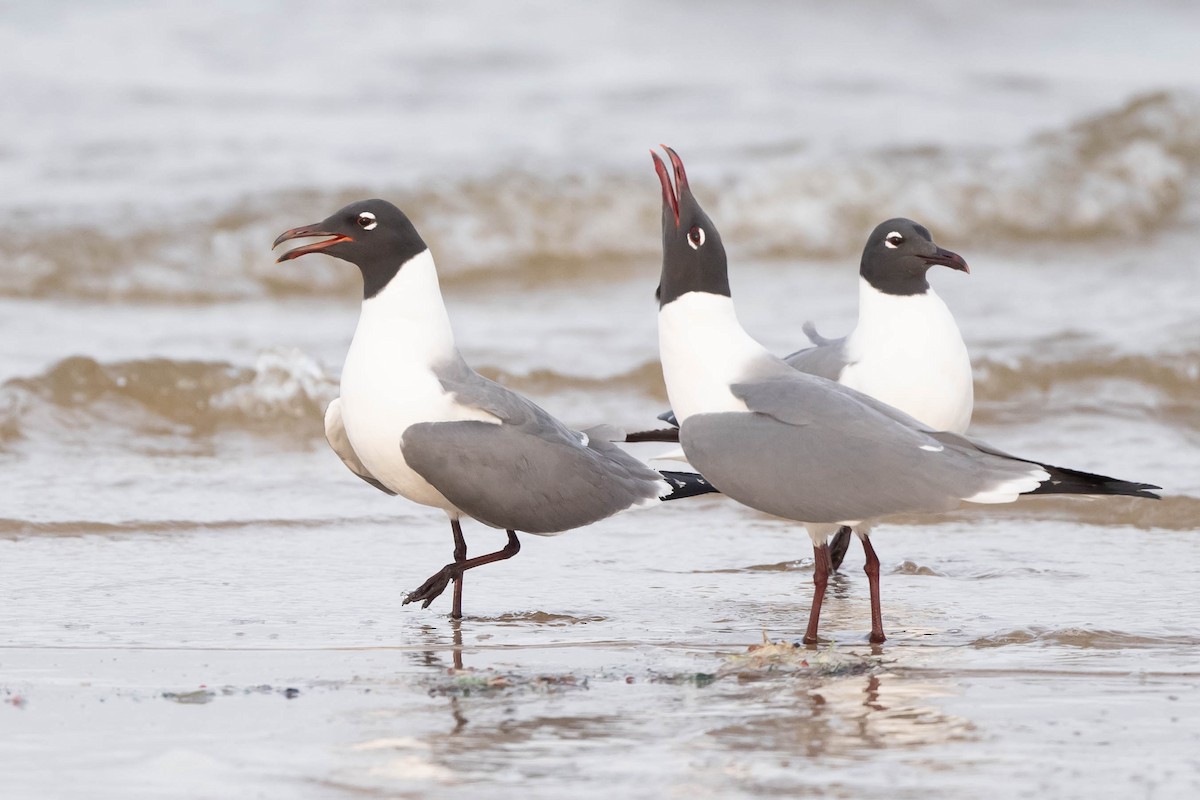 Mouette atricille - ML617780363