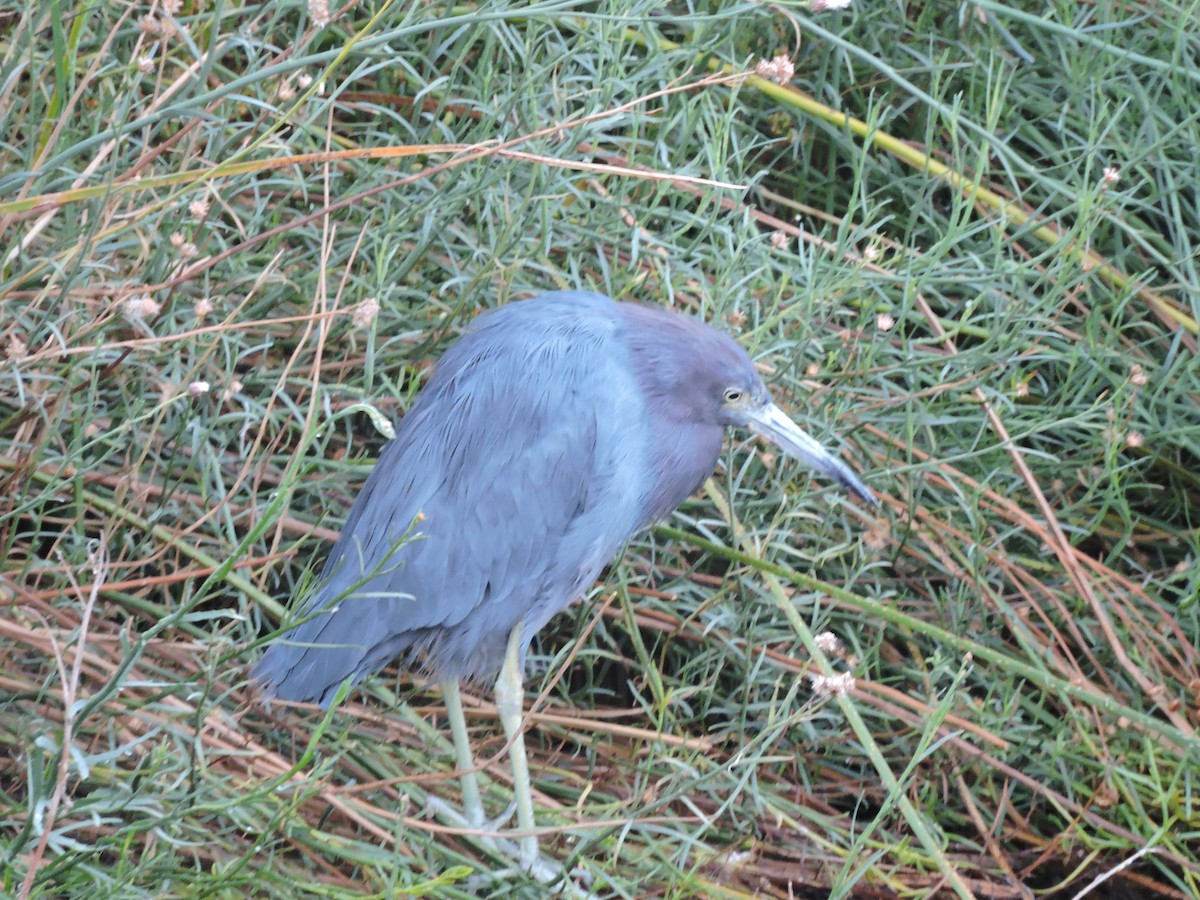 Little Blue Heron - ML617780389