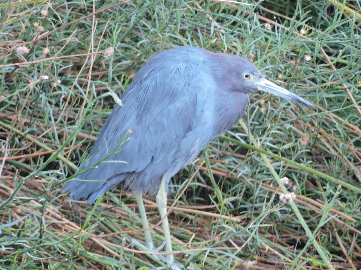 Little Blue Heron - ML617780390