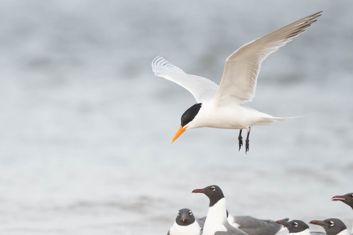 Royal Tern - ML617780423