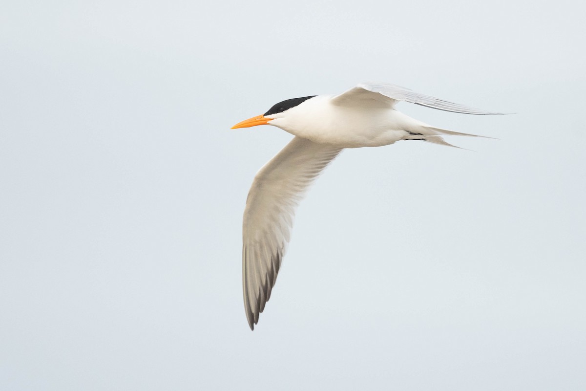 Royal Tern - ML617780424