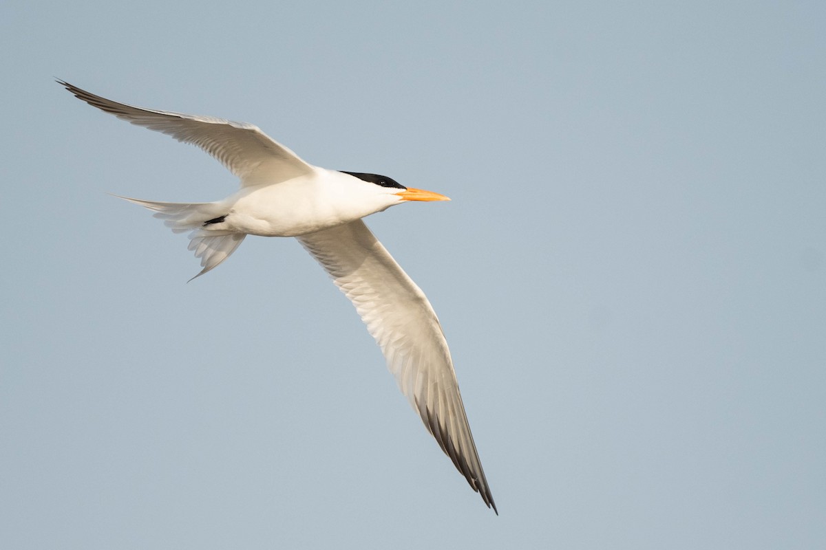 Royal Tern - ML617780425