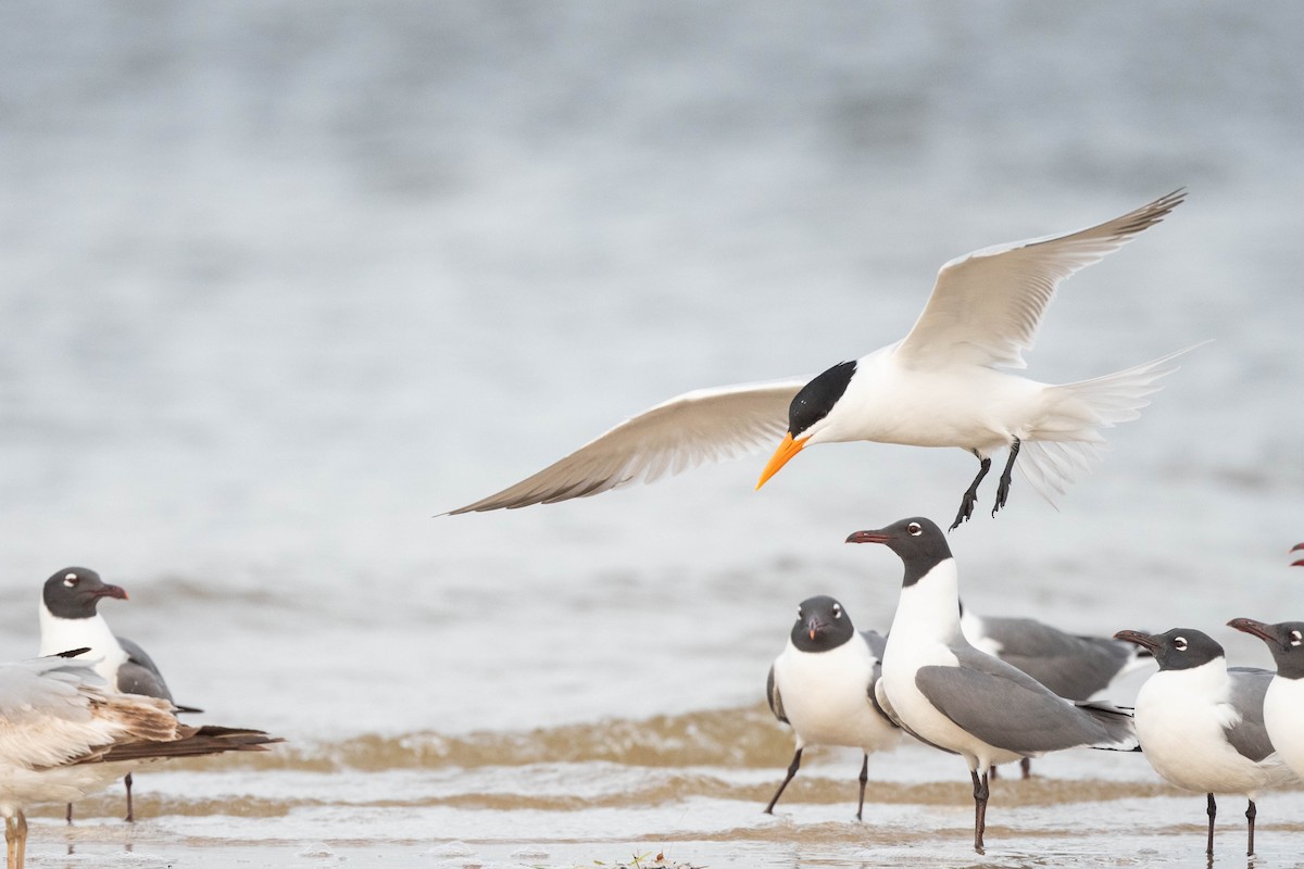 Royal Tern - ML617780426