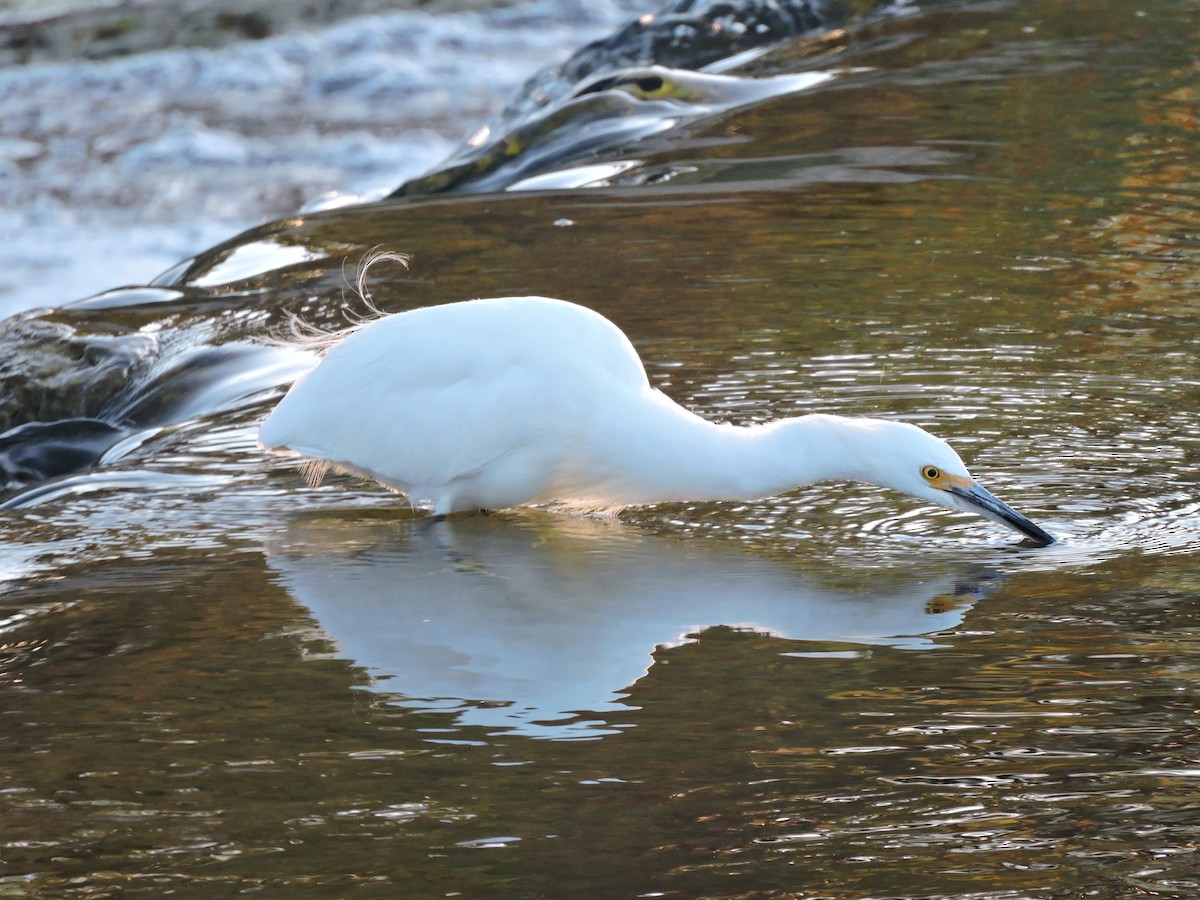 Snowy Egret - ML617780434