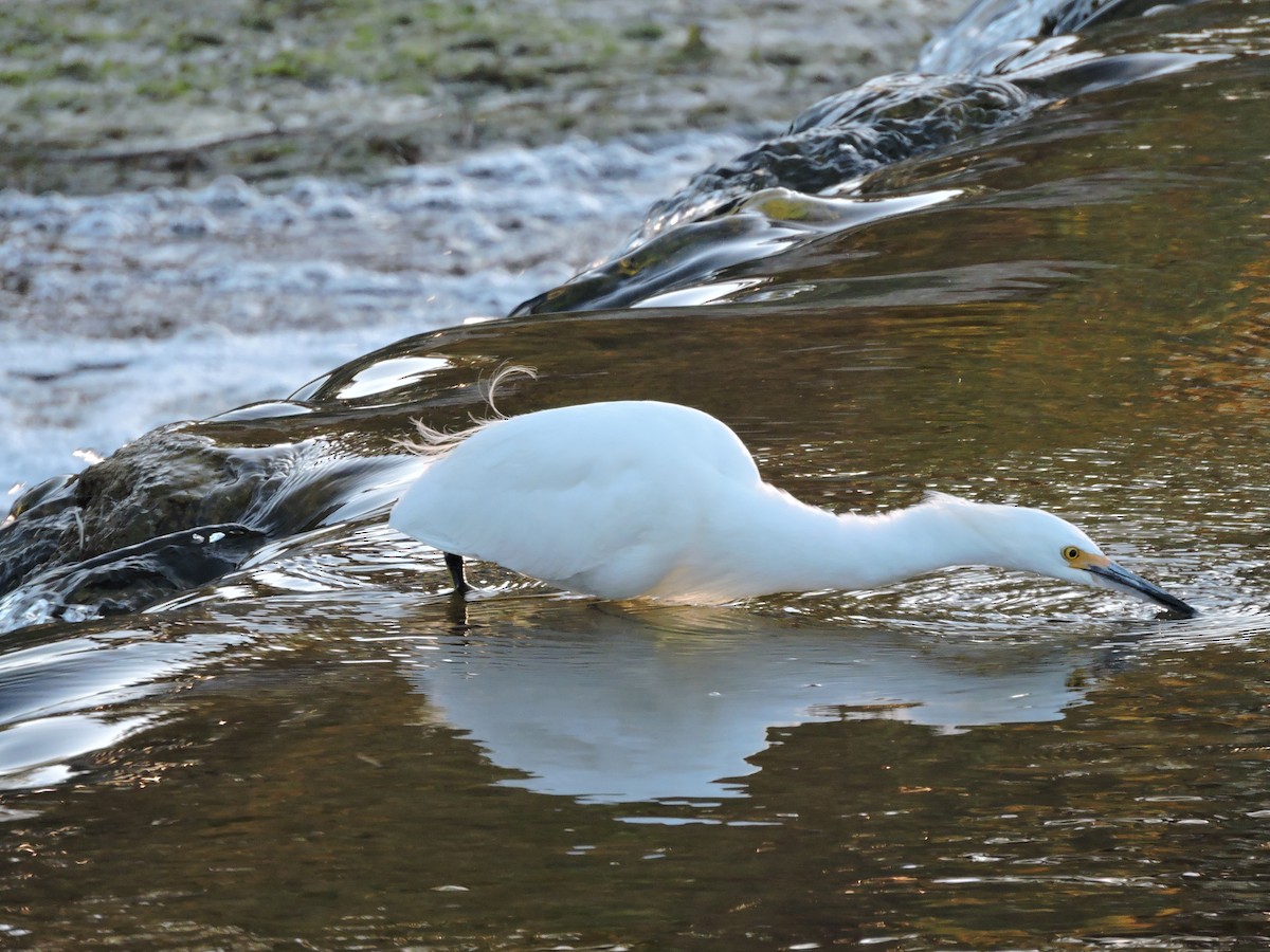 Snowy Egret - ML617780435