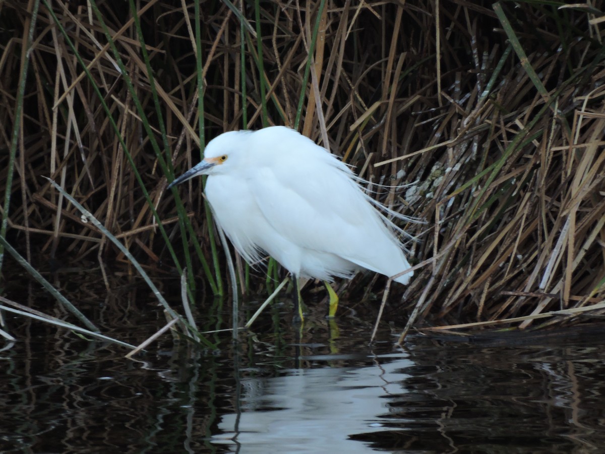 Snowy Egret - ML617780436