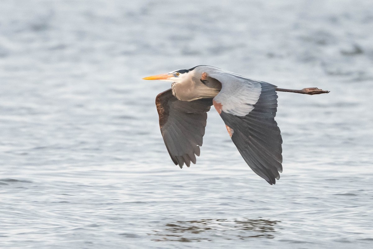 Great Blue Heron (Great Blue) - ML617780445