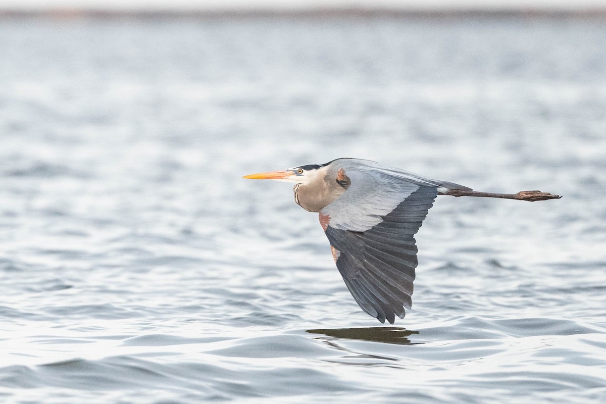 Great Blue Heron (Great Blue) - ML617780446