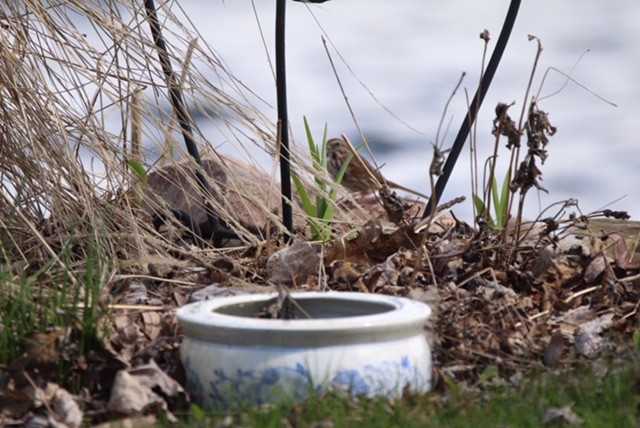 Song Sparrow - ML617780451