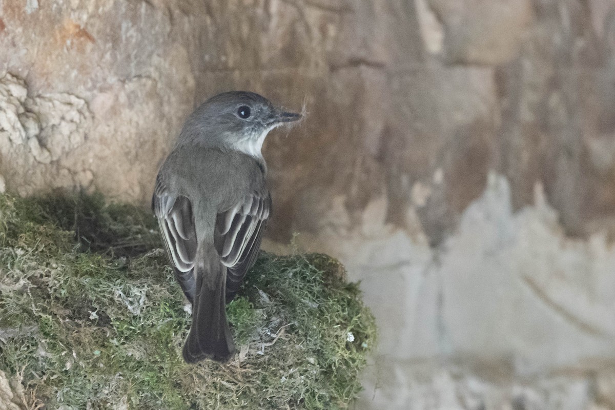 Eastern Phoebe - ML617780494