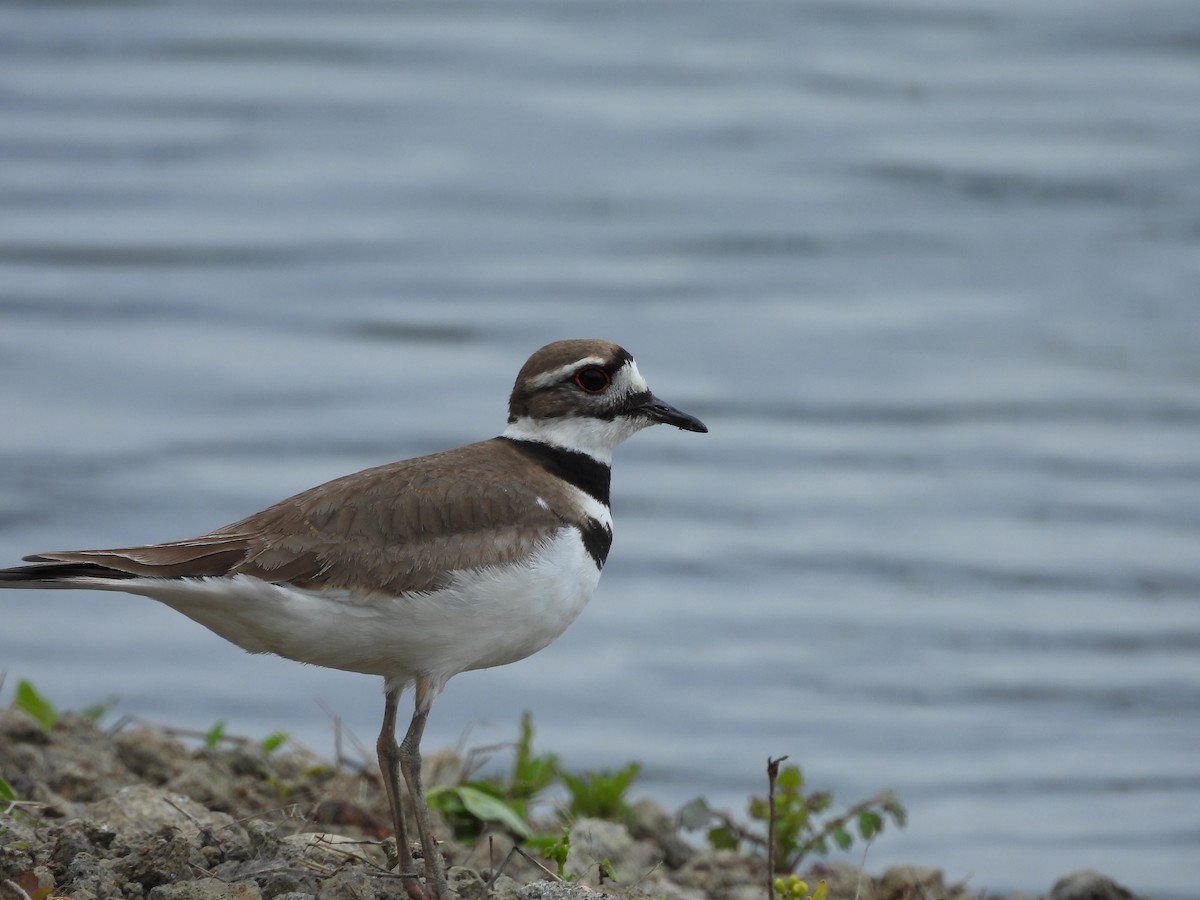 Killdeer - Luke Donahue