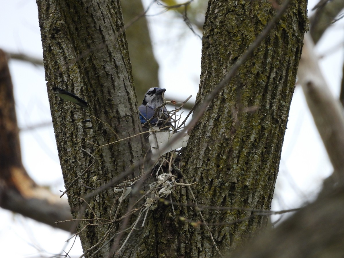 Blue Jay - ML617780511