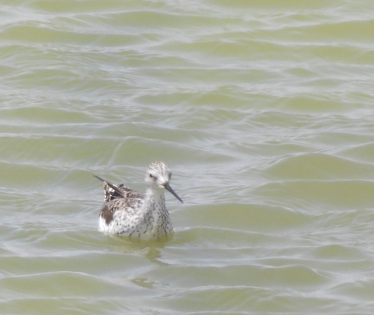 Marsh Sandpiper - ML617780522