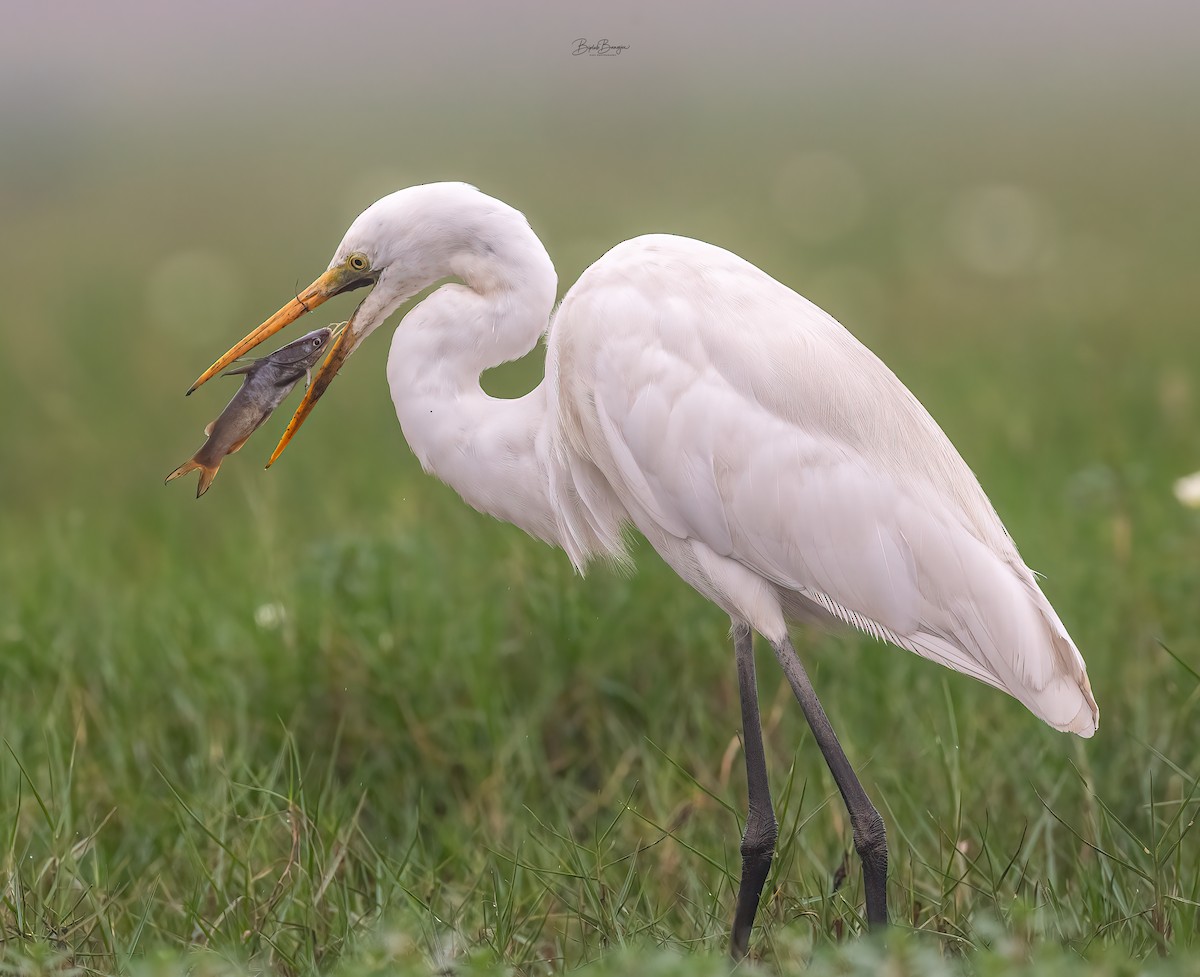 Eastern Cattle Egret - ML617780580