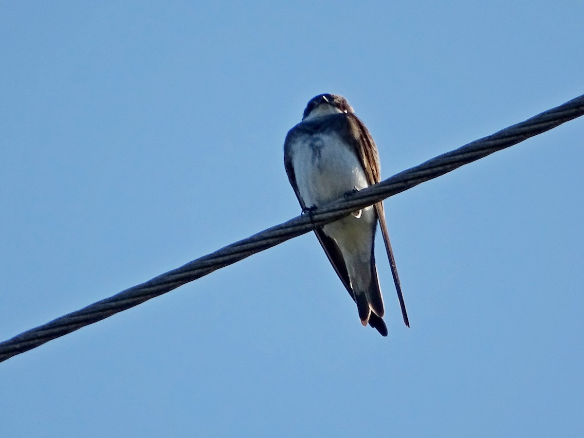 Bank Swallow - Rich  Rehrig