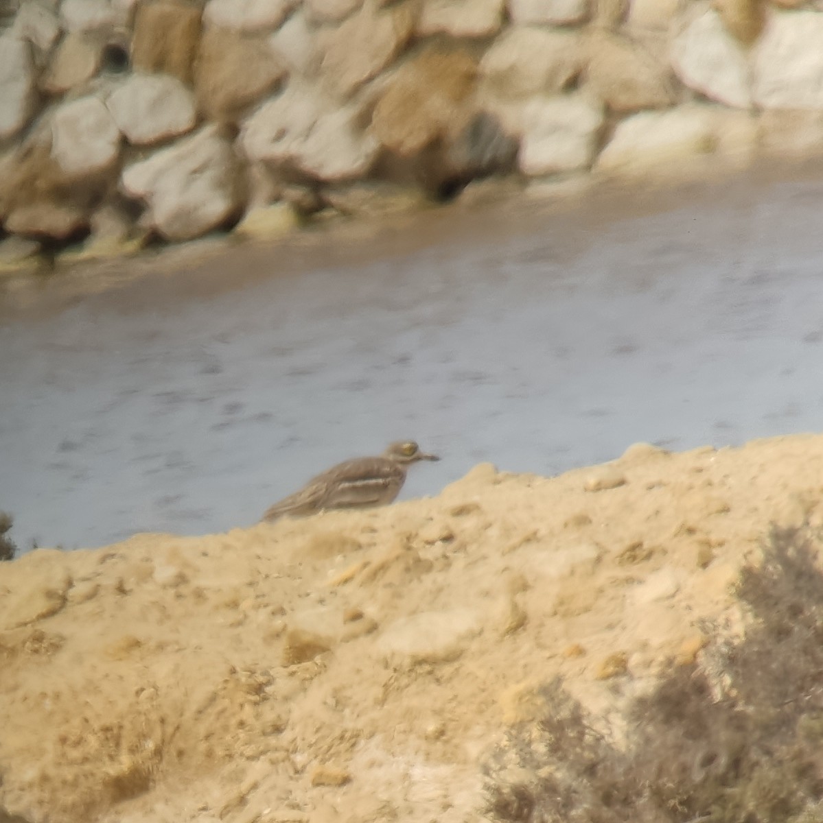 Eurasian Thick-knee - ML617780594