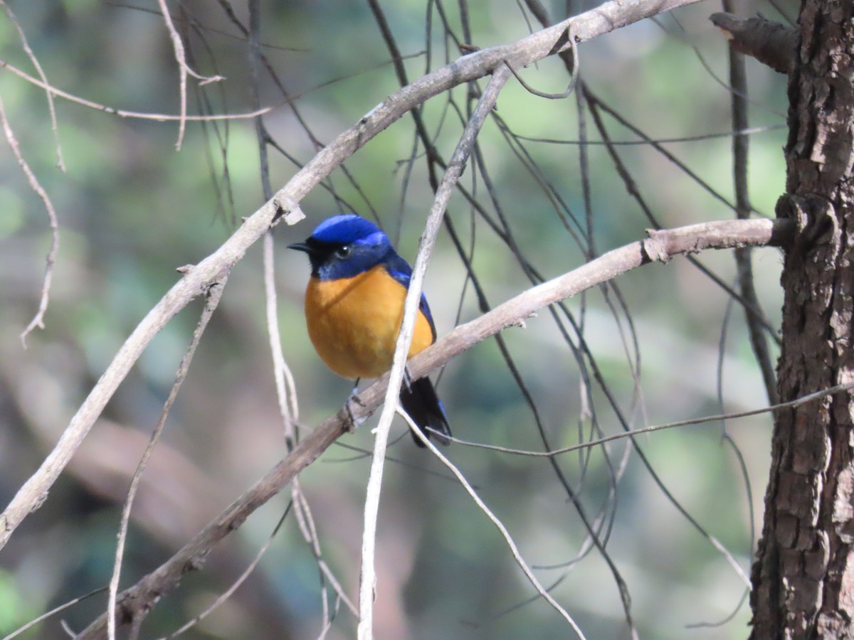 Rufous-bellied Niltava - Sonal Teotia