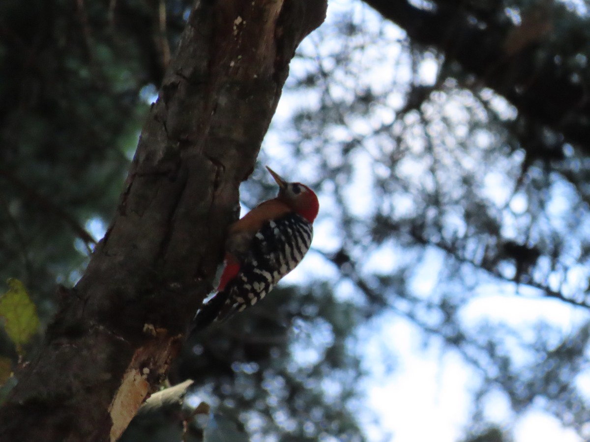 Rufous-bellied Woodpecker - ML617780610
