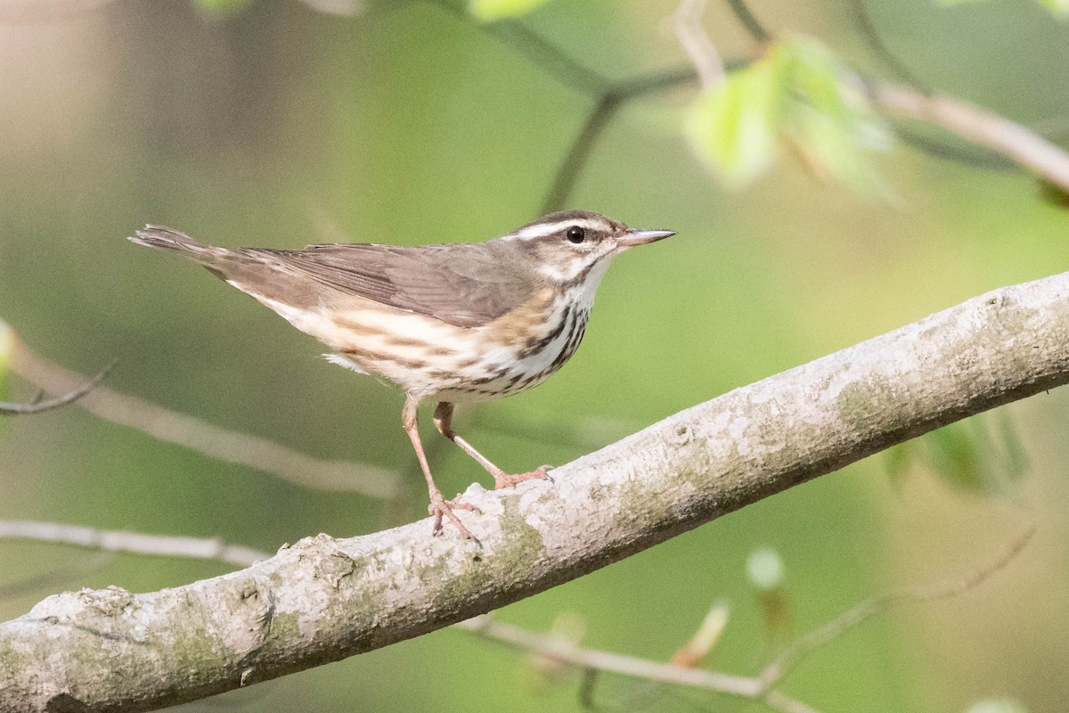 Louisiana Waterthrush - ML617780613