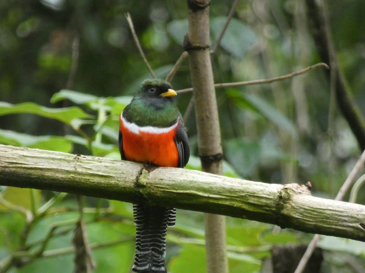 Collared Trogon - ML617780622