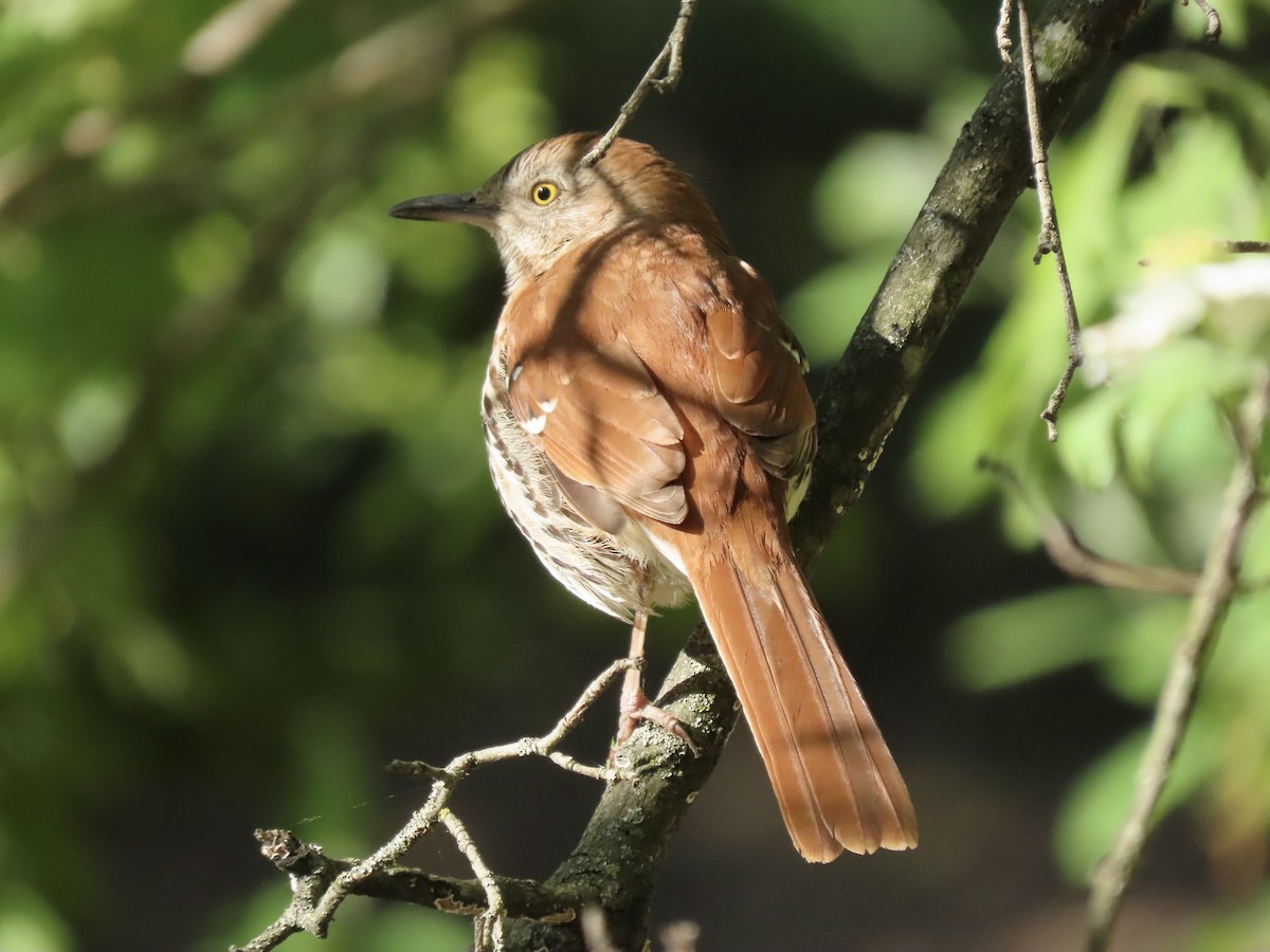 Brown Thrasher - ML617780630