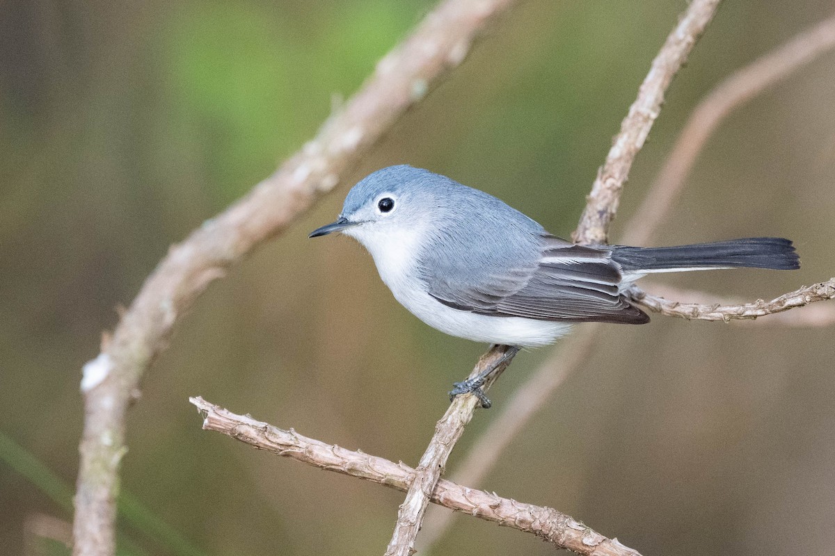 Blue-gray Gnatcatcher (caerulea) - ML617780637