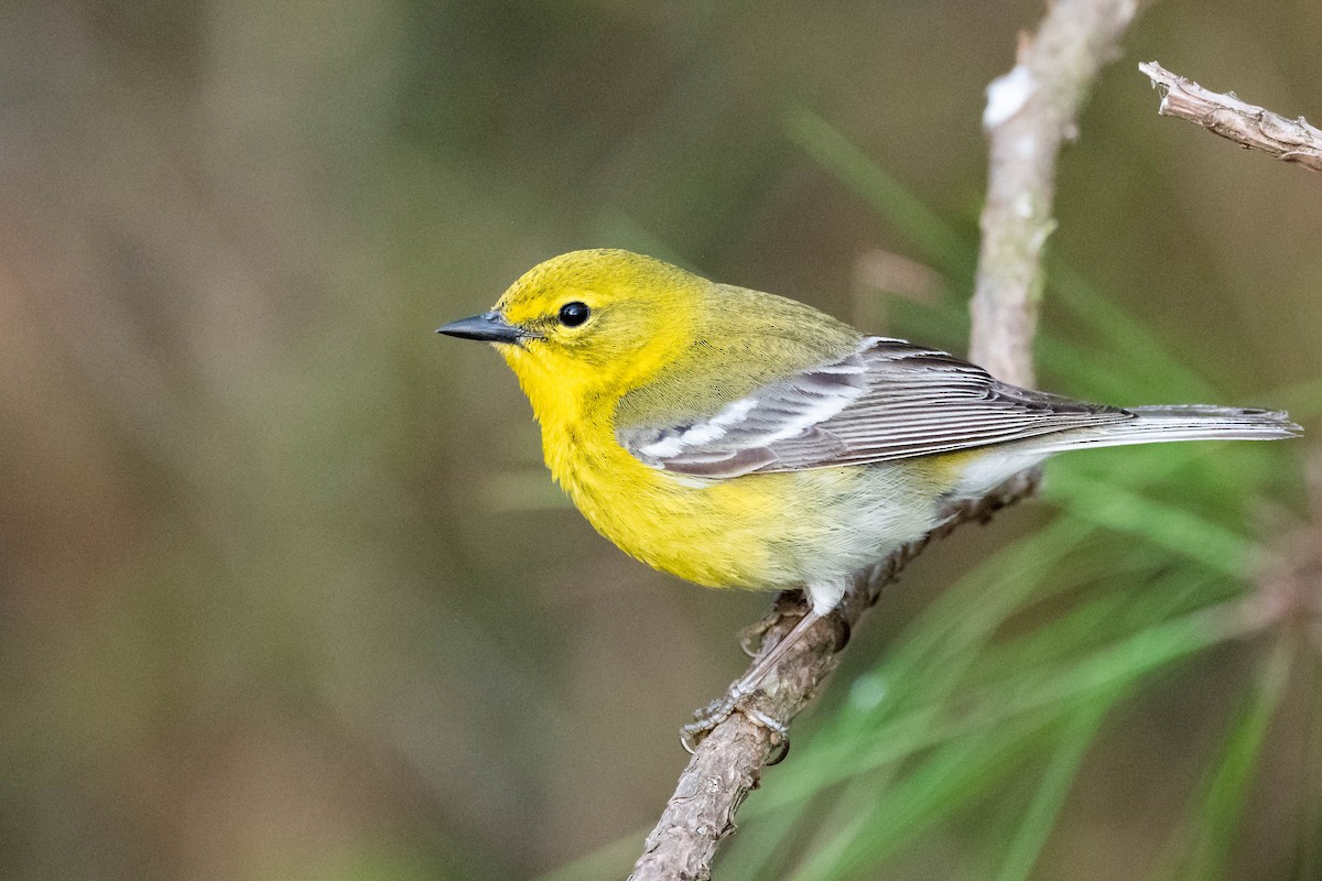 Pine Warbler - ML617780641