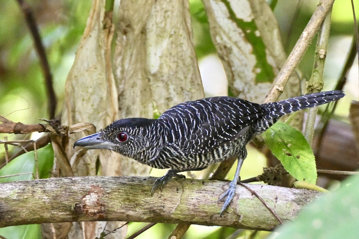 Fasciated Antshrike - Charlotte Pavelka & Doug Reitz