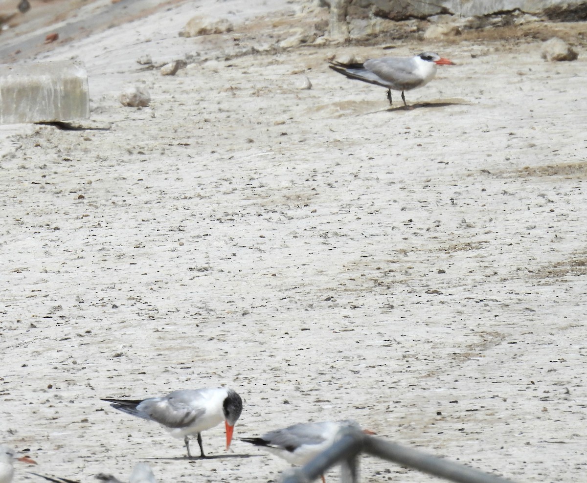 Caspian Tern - ML617780667